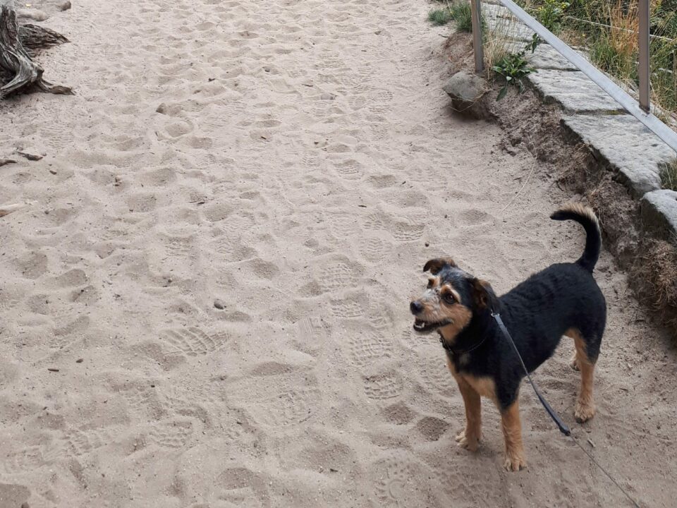 Milan Tesař vodění pejska