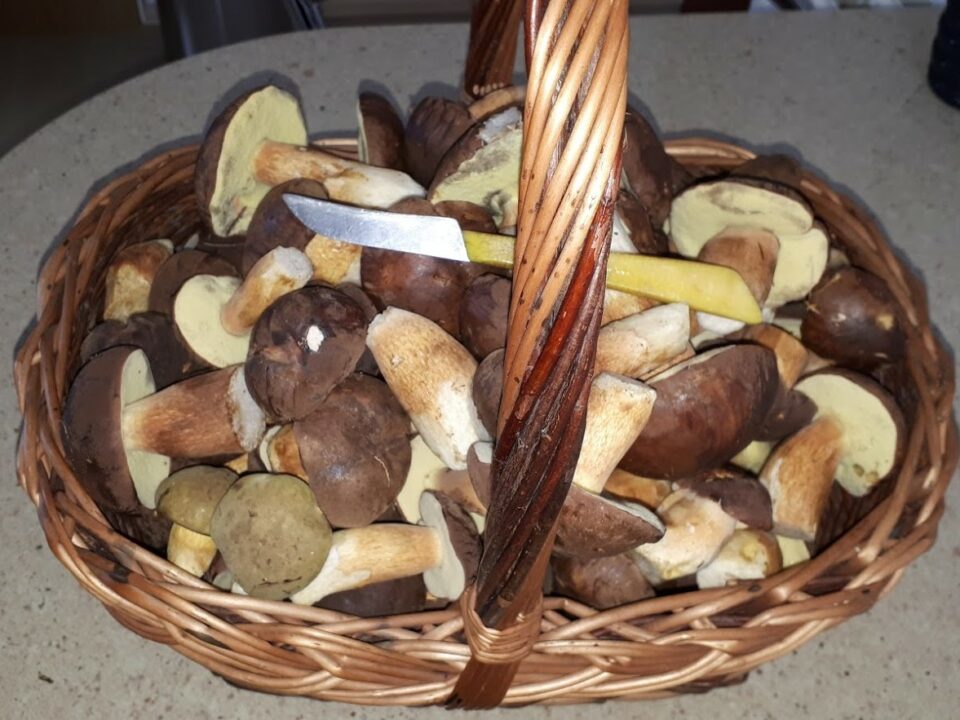 Milan Tesař houbaření